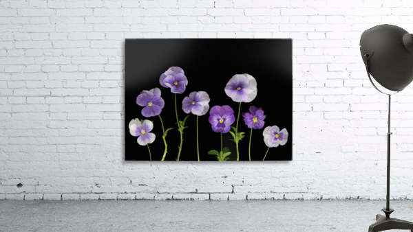 Pansies Wall Preview