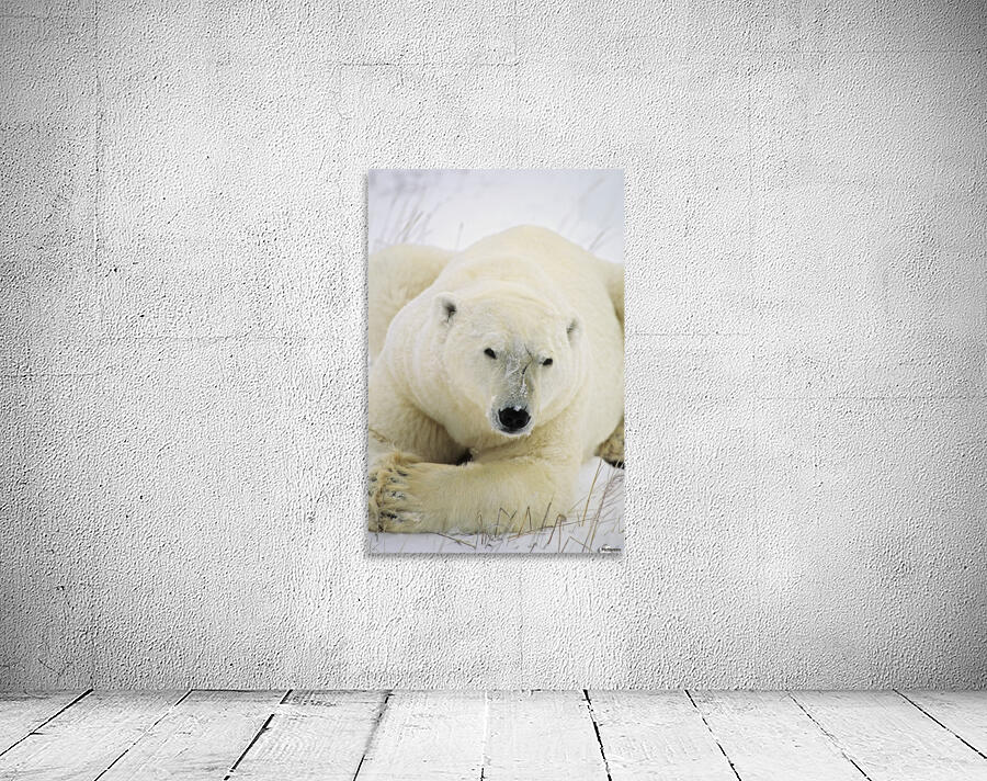 Polar Bear Wall Preview