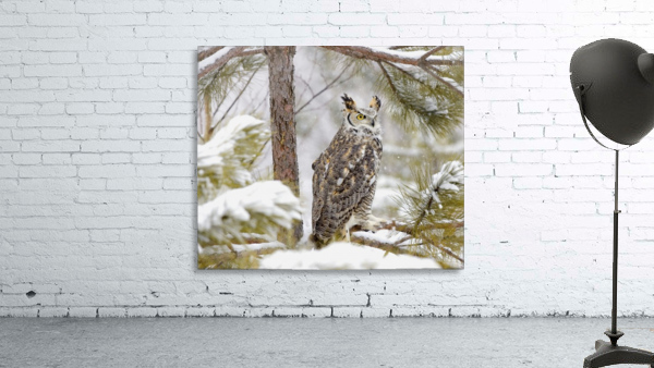 Long Eared Owl Wall Preview
