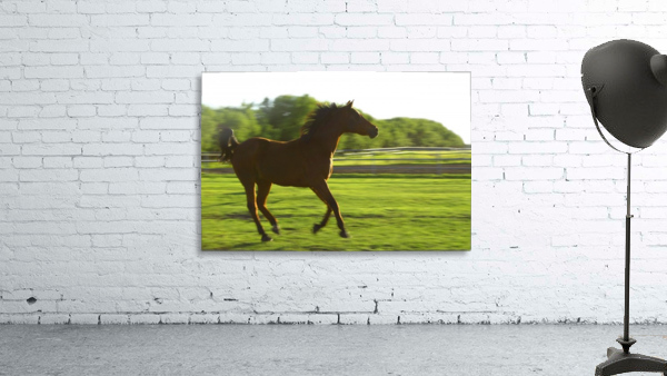 Horse Galloping Wall Preview