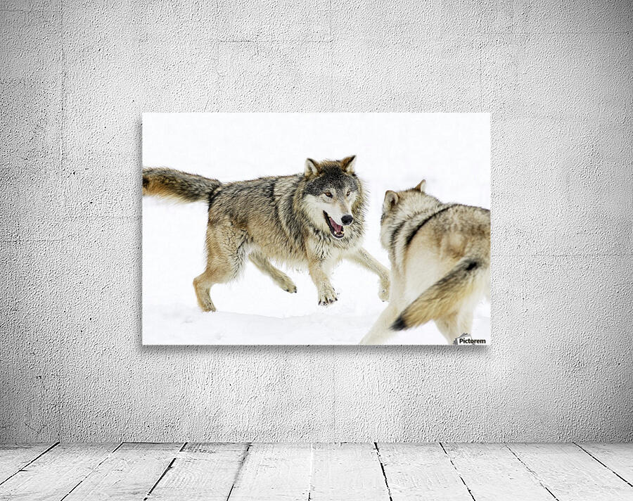 Aggressive Wolves Wall Preview