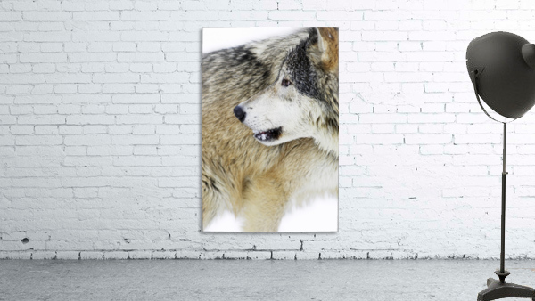Wolf Wall Preview