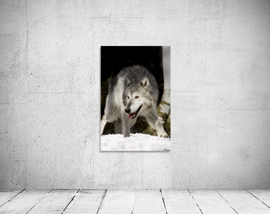 Wolf Aperçu sur mur