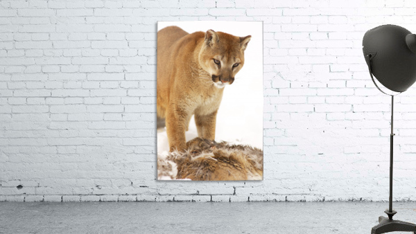 Cougar With Fallen Prey Wall Preview