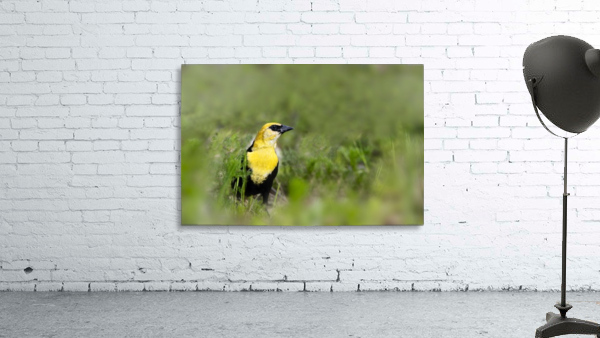 Yellow Headed Blackbird Wall Preview