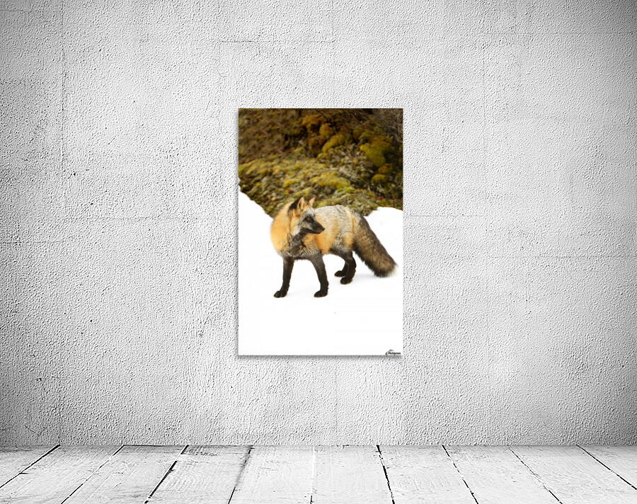 Red Fox In Snow Wall Preview