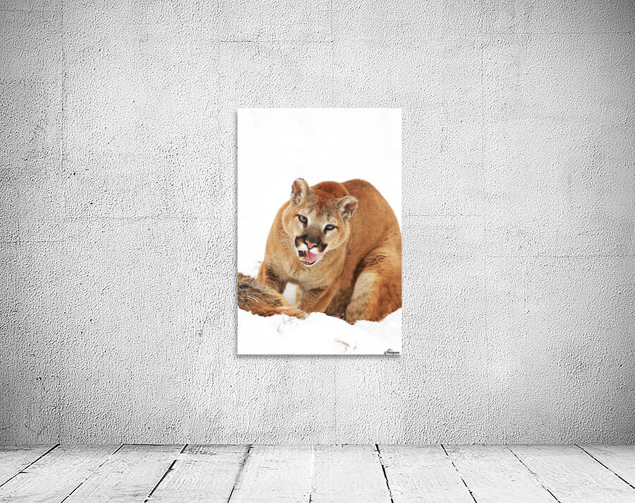 Cougar With Prey Wall Preview