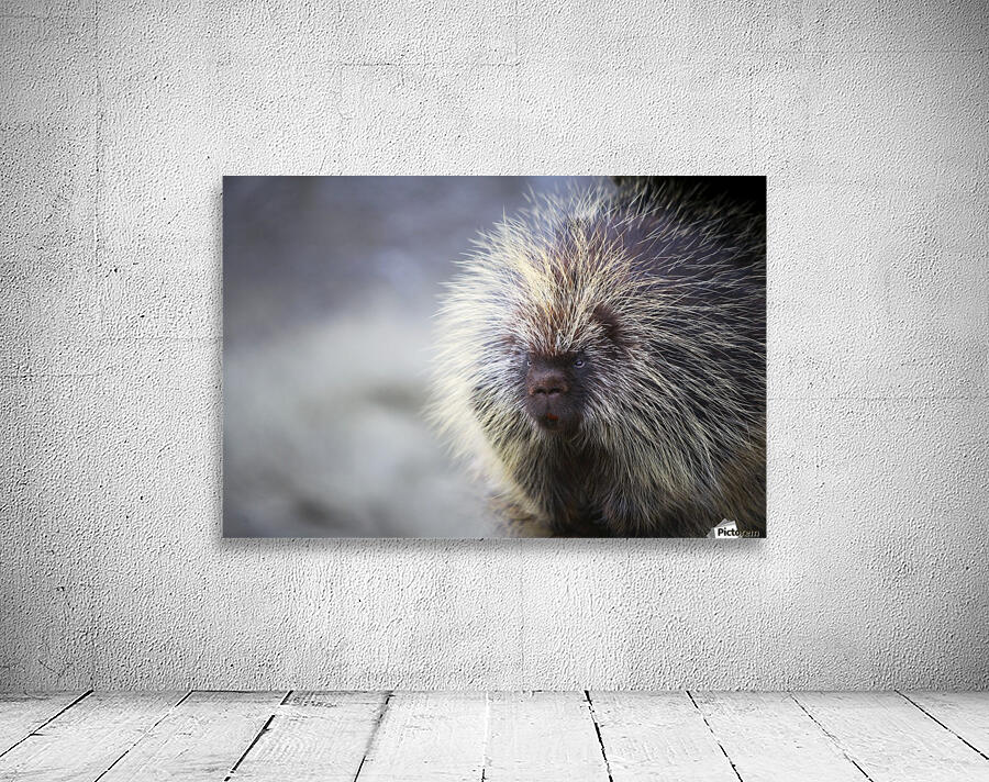 Porcupine Wall Preview