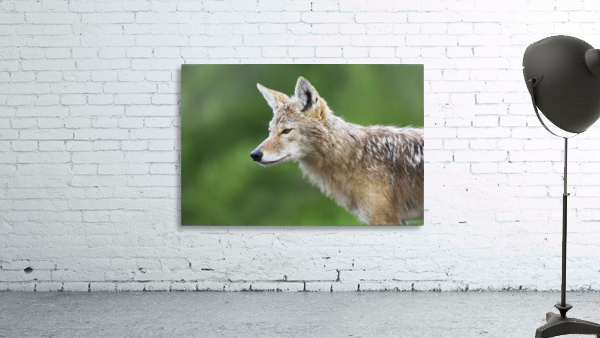 Coyote Wall Preview