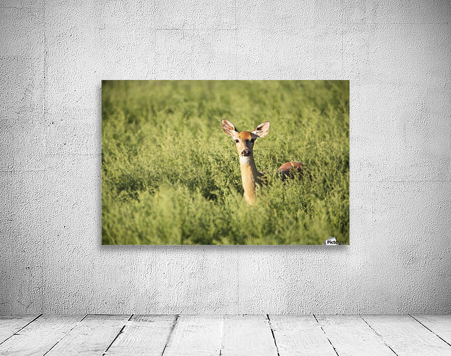 Deer In The Brush Wall Preview