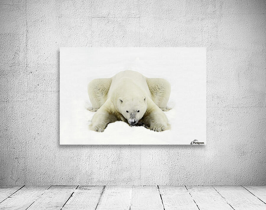 Polar Bear Wall Preview