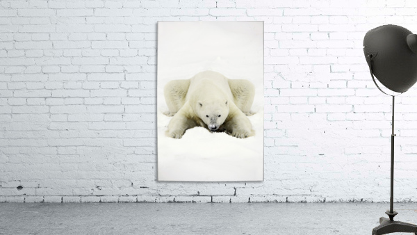 Polar Bear Wall Preview
