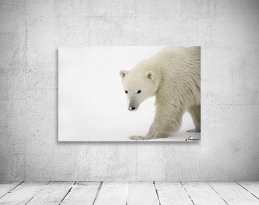 Polar Bear Wall Preview