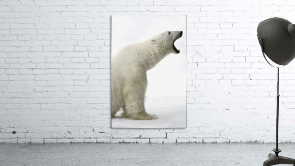 Polar Bear Wall Preview