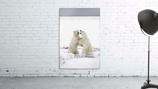 Polar Bears Fighting Wall Preview