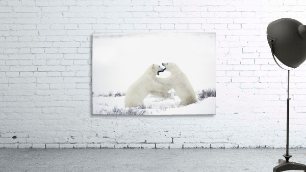 Polar Bears Fighting Wall Preview