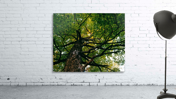 Tree, Low Angle View Wall Preview