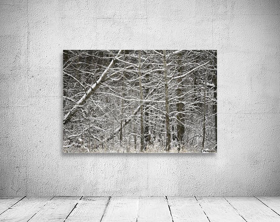 Snow Covered Branches Wall Preview