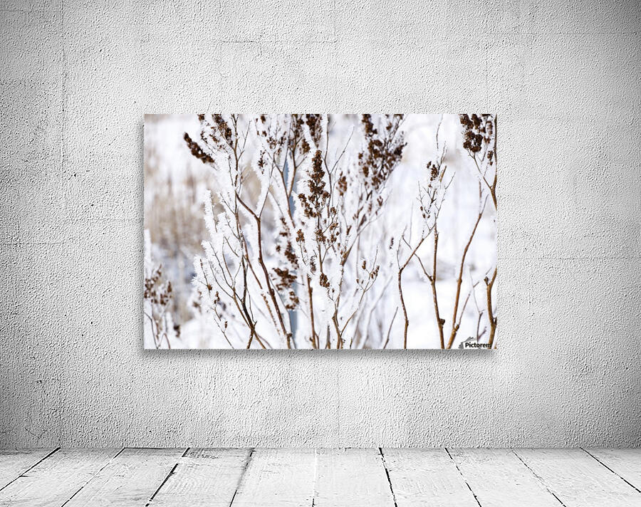 Plants In Winter Wall Preview