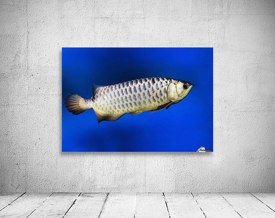 Fish Wall Preview