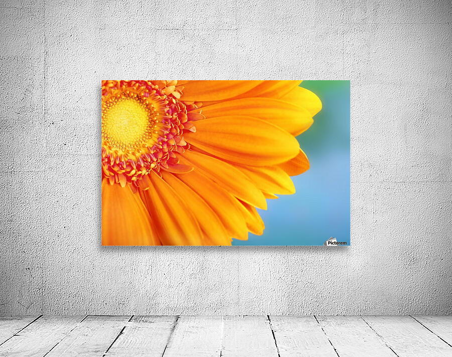 Orange Daisy Wall Preview