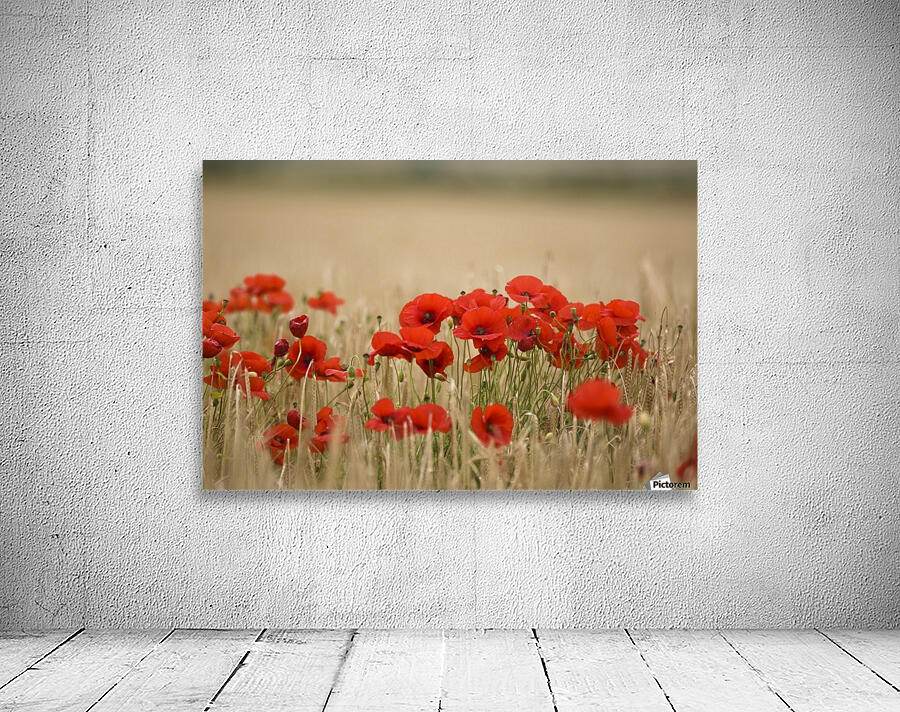 Poppies Growing Wild Wall Preview