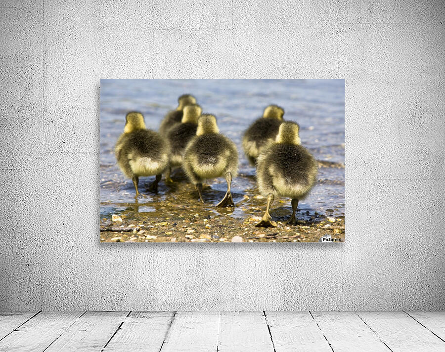 Goslings Wall Preview