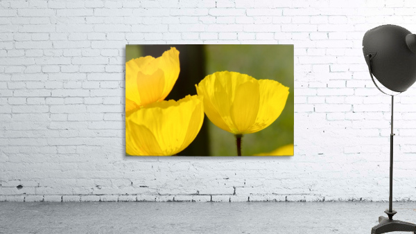 Welsh Poppy Wall Preview