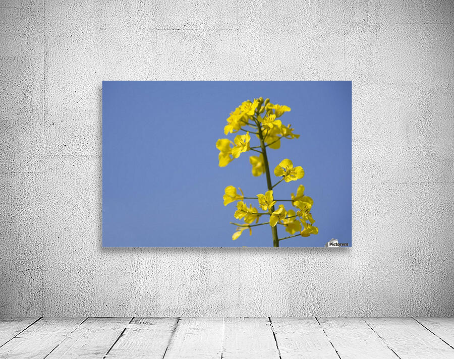 Yellow Flowers Wall Preview