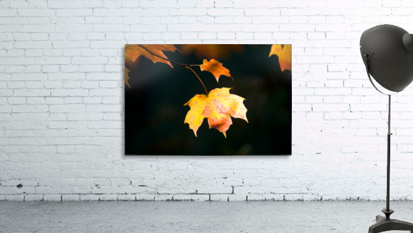 Fall Leaf Wall Preview