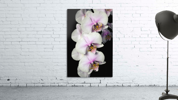 Orchids Wall Preview