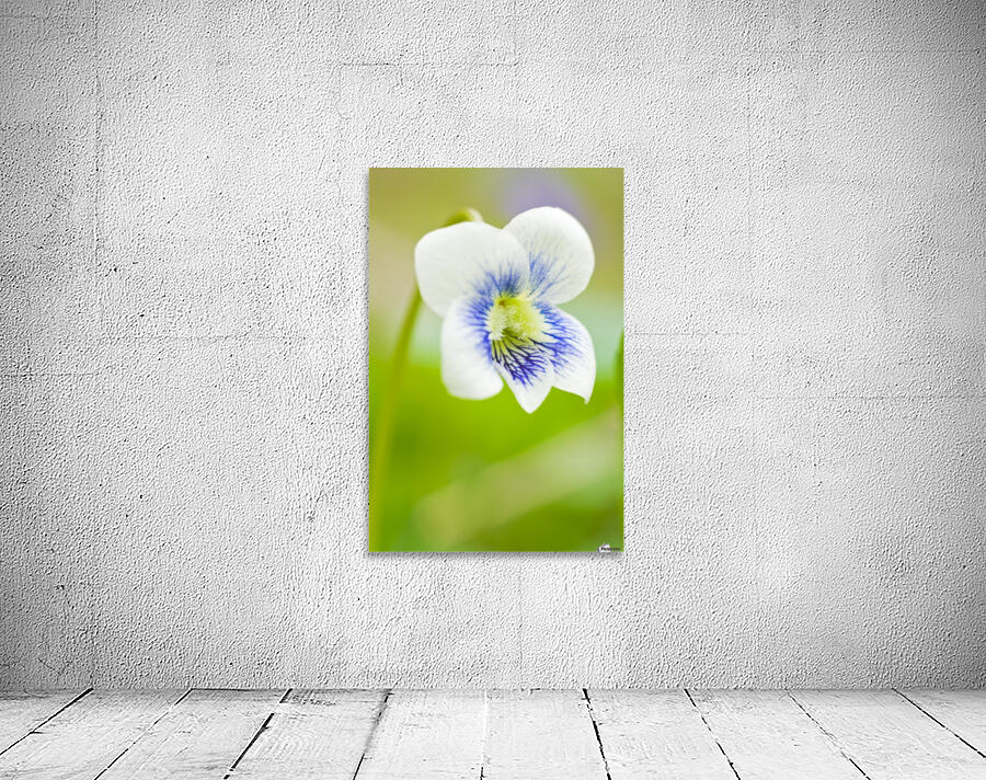 Wild Violet Wall Preview