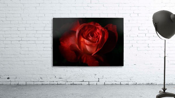 Dark Red Rose Wall Preview