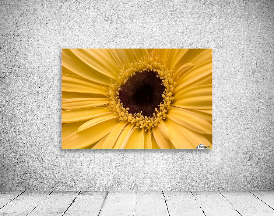 Close Up, Gerbera Daisy Wall Preview