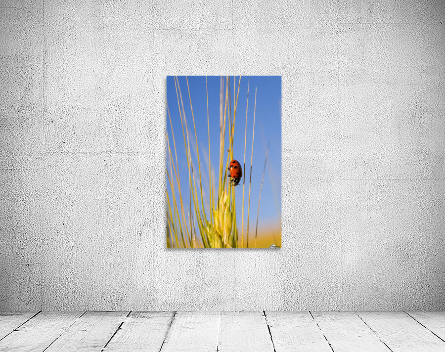 Lady Bug On A Plant Wall Preview