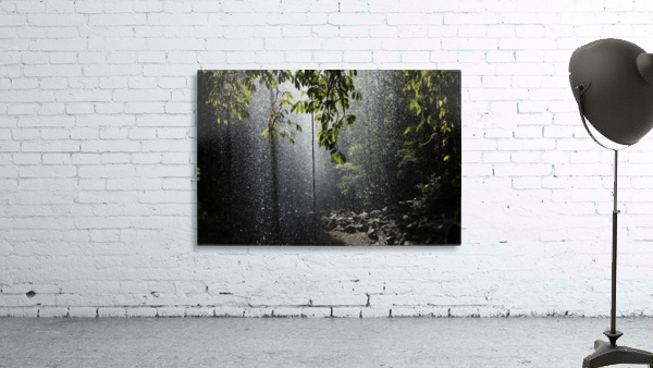 Rainforest, Bellingen, Australia Wall Preview
