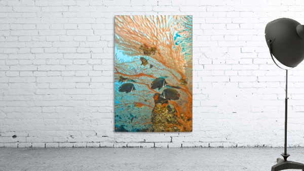 Collare Butterflyfish Wall Preview