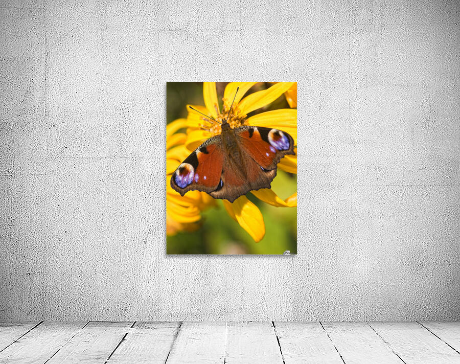 Peacock Butterfly Wall Preview