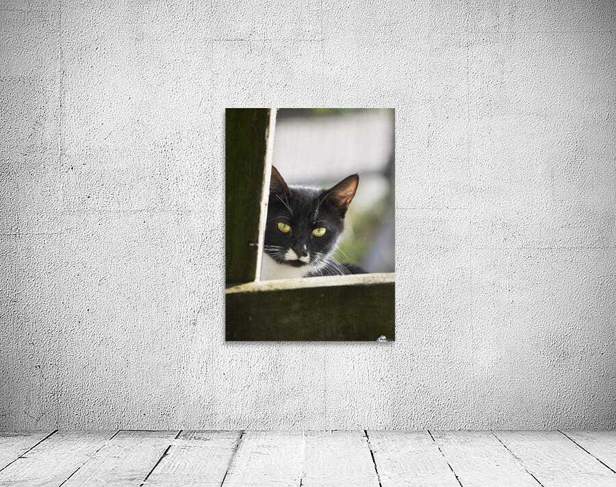 Cat Wall Preview