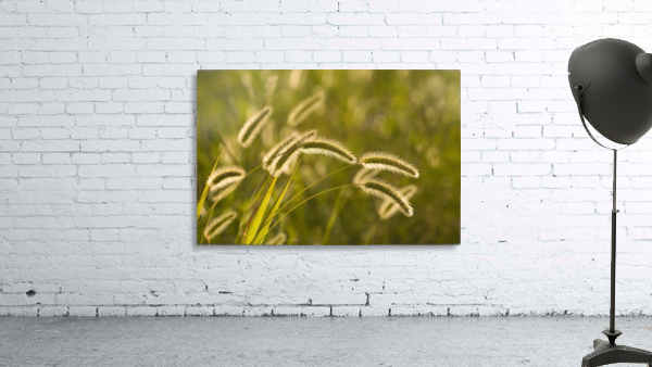 Wild Grass Wall Preview