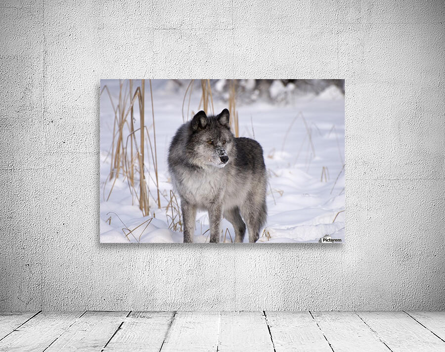 Wolf In The Snow Wall Preview
