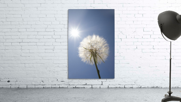 Seeded Dandelion Wall Preview