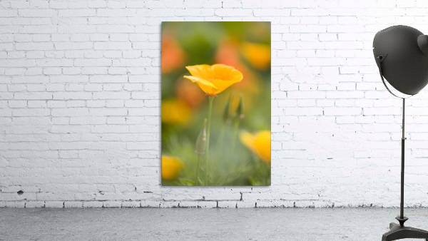 Poppy Wall Preview