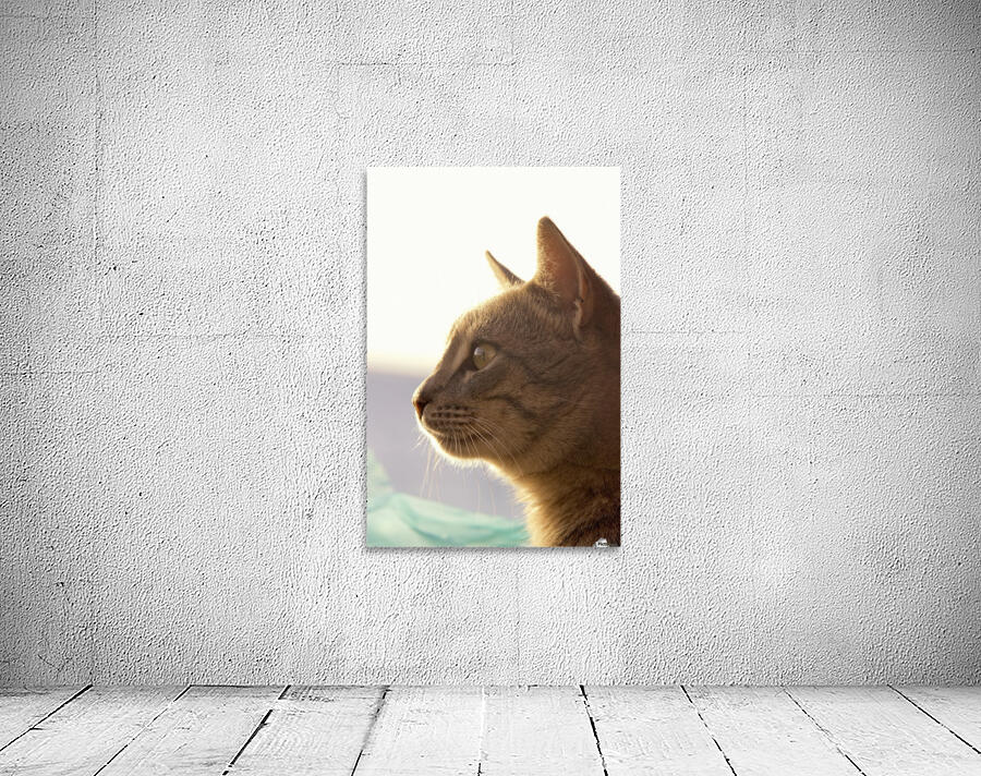 A Cat Watching Wall Preview