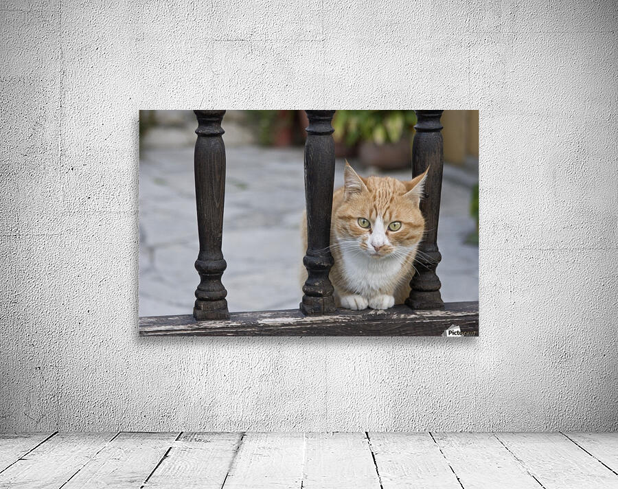 Cat Sitting Between Railings Wall Preview