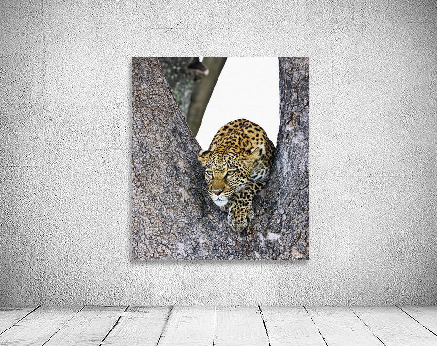 Leopard (Panthera Pardus) Wall Preview