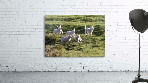 Sheep Running Wall Preview
