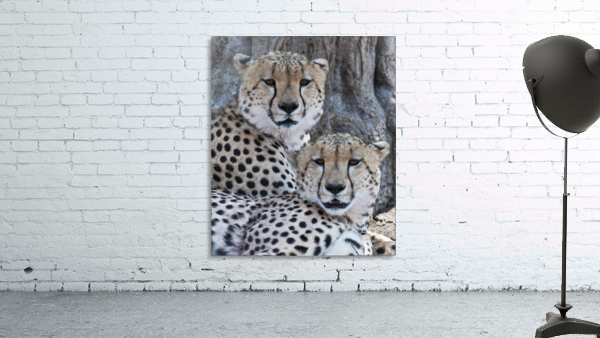 Cheetahs Wall Preview