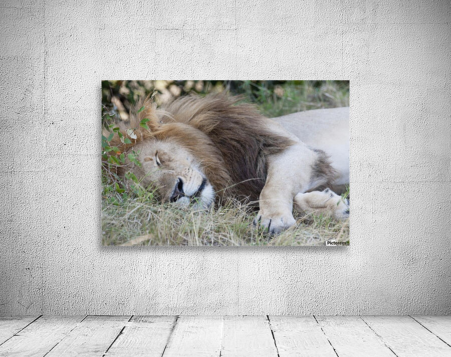 Lion Wall Preview