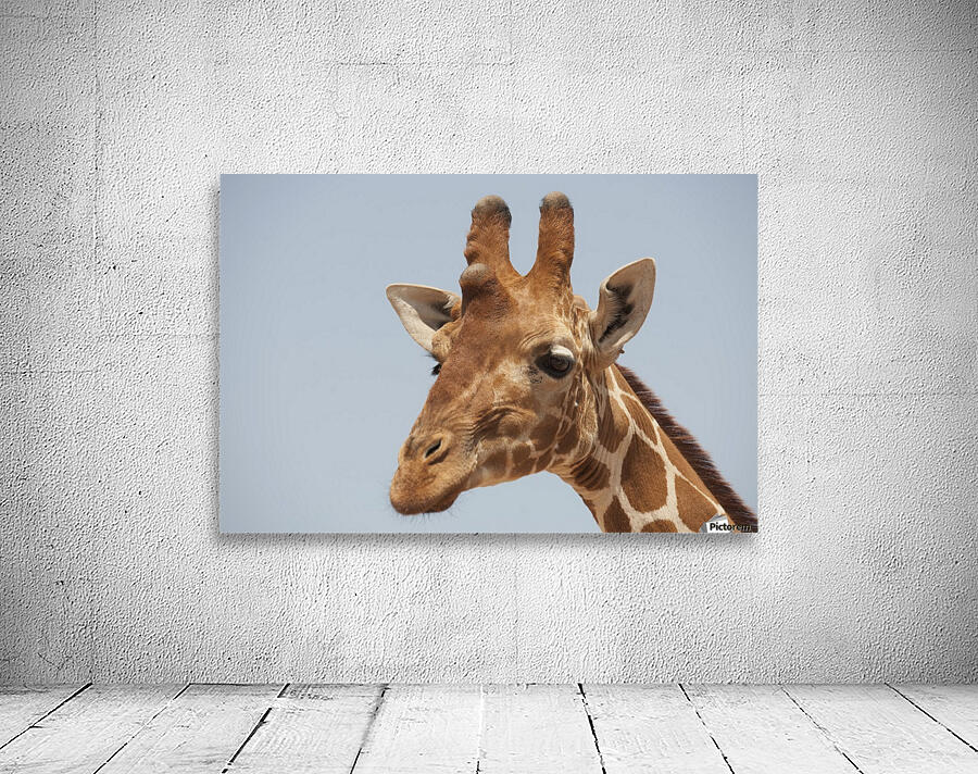 Giraffe Wall Preview